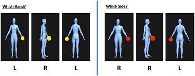Body image disturbance, interoceptive sensibility and the body schema across female adulthood: a pre-registered study